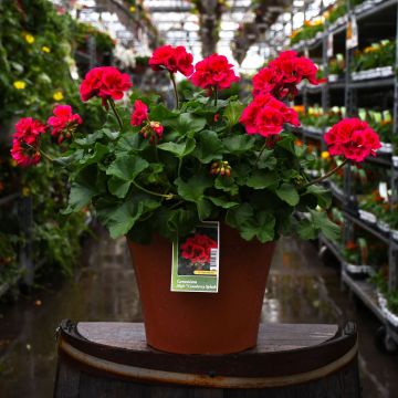 12&quot; Patio Planter Geranium Mojo Cranberry Splash