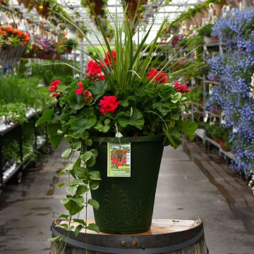 Geranium, Mojo Cranberry Splash with Spike 13" Patio Planter 