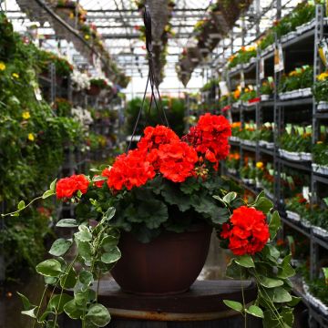 12.8” Hanging Basket Geranium Mojo Orange