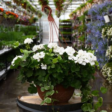 Geranium, Mojo™ 'White' Hanging Basket