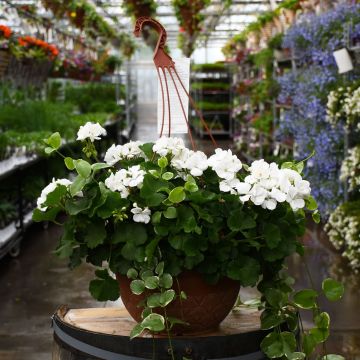 12.8&quot; Hanging Basket Geranium Mojo White