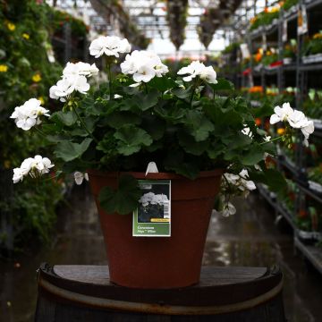 12&quot; Patio Planter Geranium Mojo White