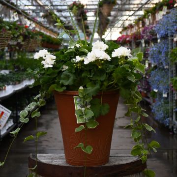 Geranium, Mojo™ 'White' with Spike Patio Planter