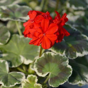 Geranium, Wilhelm Langguth