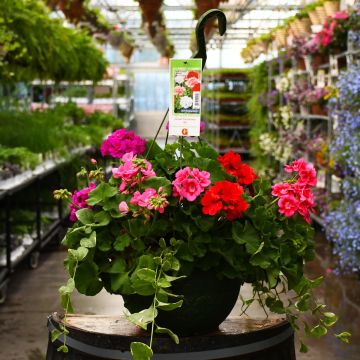 12.8&quot; Geranium Hanging Basket - Zonal Mix