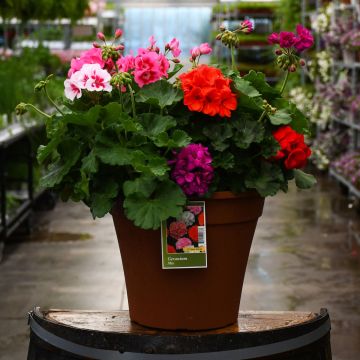 Geranium, Zonal Mix 12" patio planter