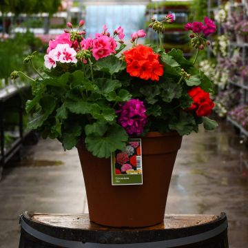 12&quot; Geranium Zonal Mix Patio Planter