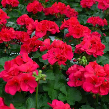 Geranium, Americana® 'Cherry Rose'