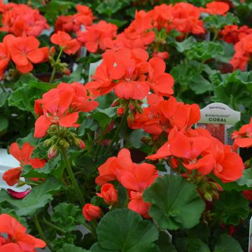 Geranium, Americana® 'Coral'