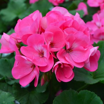 Geranium, Americana® 'Pink'