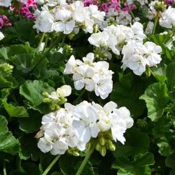 Geranium, Mojo™ 'White'