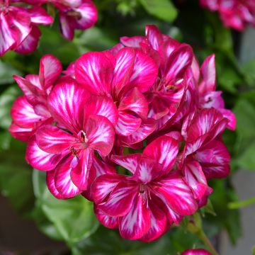 Geranium, Ivy League™ 'Burgundy Bicolor'