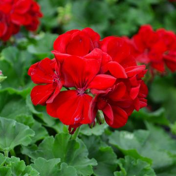 Geranium, Calliope® 'Dark Red'