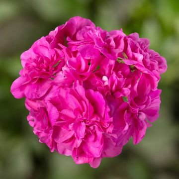 Geranium, Ivy League™ 'Amethyst'