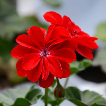 Geranium, Ivy League™ 'Red'