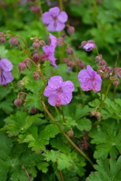 Geranium, Cranesbill 'Karmina'