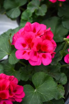 Geranium, Mojo™ 'Cranberry Splash'