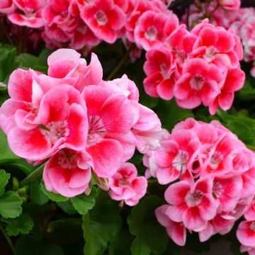 Geranium, Calliope® 'Rose Mega Splash'