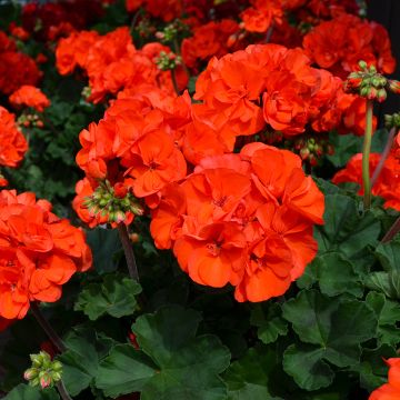 Geranium, Mojo™ 'Orange'