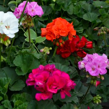 Geranium, Zonal Mix