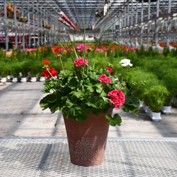 Geranium, Zonal Mix with Spike Patio Planter