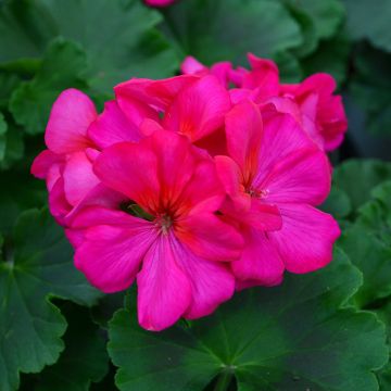 Geranium, Calliope® 'Medium Violet'