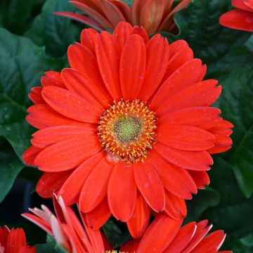 Gerbera, Jaguar™ 'Red'