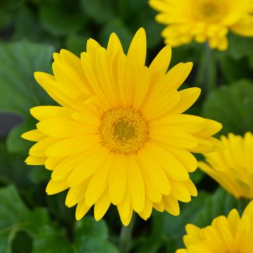 Gerbera, Jaguar™ 'Yellow'