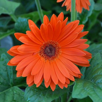 Gerbera, Jaguar™ 'Tangerine'