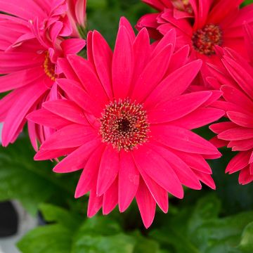 Gerbera, Jaguar™ 'Rose/Pink'