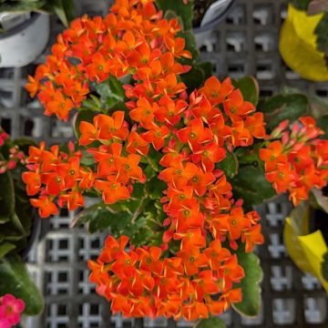 Kalanchoe 'Orange'