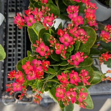 Kalanchoe 'Pink'