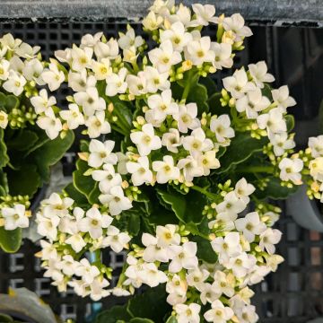 Kalanchoe 'White'