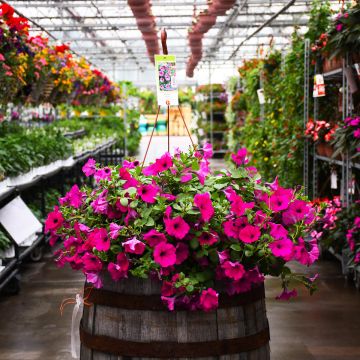 Petunia, Wave® 'Purple' Hanging Basket