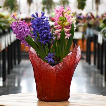 Hyacinth, Mixed Colors