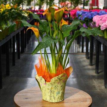 Zantedeschia, Calla Lily 'Apricot'