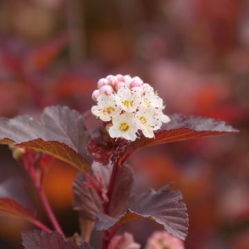 Physocarpus, Ninebark 'Ginger Wine™'