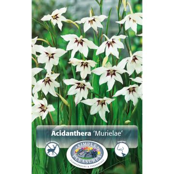 Acidanthera, Fragrant Gladiolus