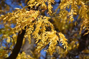 Gleditsia, Thornless Honeylocust 'Shademaster®'