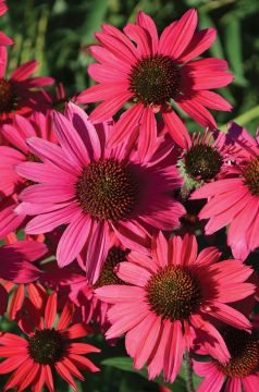 Echinacea, Coneflower 'Dream™ Glowing Dream'