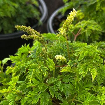 Aruncus, Dwarf Goatsbeard 'Noble Spirit'