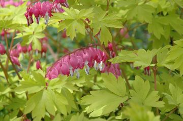 Dicentra, Old Fashioned Bleeding Heart 'Golden Hearts'