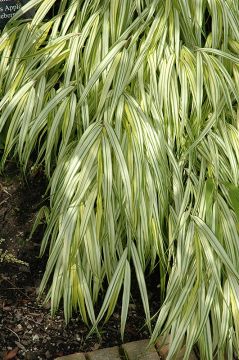 Hakonechloa, Japanese Forest Grass 'Golden'