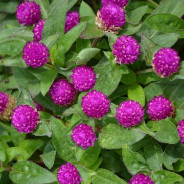 Gomphrena, Ping Pong 'Purple'