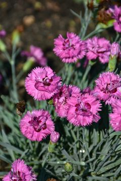 Dianthus, Pretty Poppers® 'Goody Gumdrops'