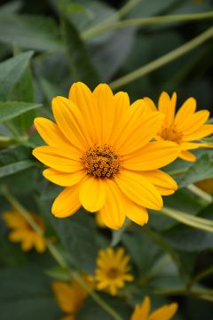 Heliopsis, Common Ox-Eye 'Minnesota Native'