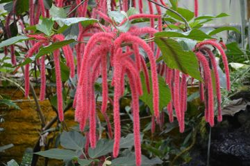 Acalypha 'Firetail Chenille"