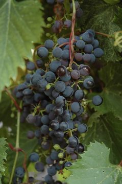 Vitis, Red Grape 'Frontenac™'