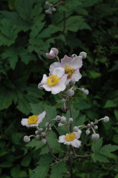 Anemone, Grape Leaf Anemone