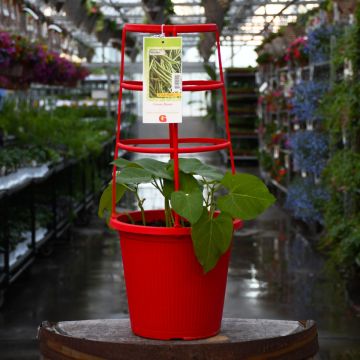 Phaseolus, Beans, Patio Planter with Trellis